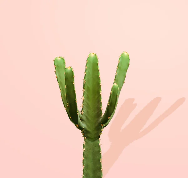 Groene Gymnocalycium Cactus Geïsoleerd Pastel Roze Achtergrond Met Clipping Pad — Stockfoto