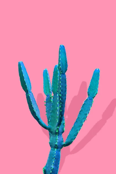 Isolato Cactus Fashion Art Design Minimal Stillife Vaniglia Trendy Viola — Foto Stock
