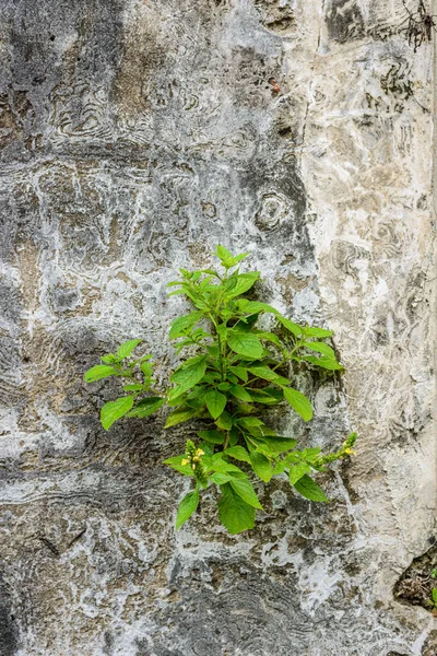 旧废墟砖墙上的小植物 有混凝土开裂的粉刷层背景 — 图库照片
