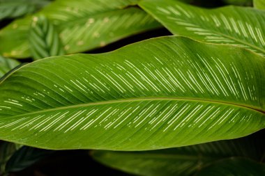 Yaprak dokusu veya arkaplanı kapat Soyut yeşil çizgi arkaplanı, Büyük yeşil yaprağın ayrıntıları