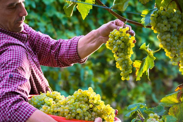 Працівник, що ріже білий виноград з лози — стокове фото