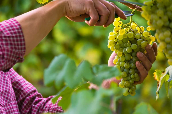 Mains coupant des raisins blancs de vignes — Photo