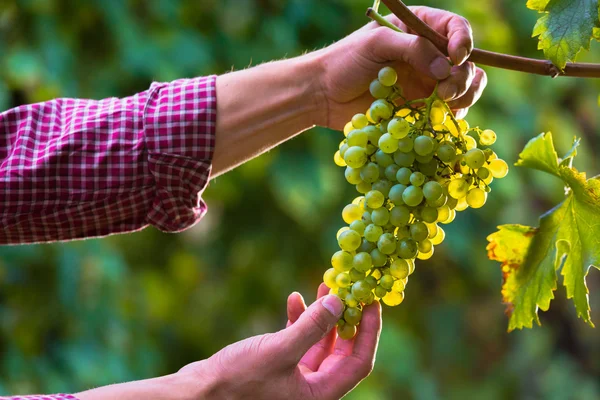 Mains coupant des raisins blancs de vignes — Photo