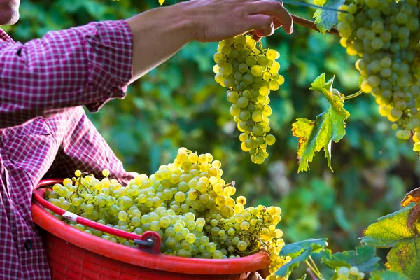 Werknemer snijden van witte druiven van wijngaarden — Stockfoto