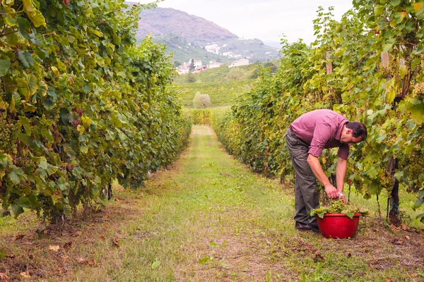 Фермерський збір винограду в винограднику — стокове фото