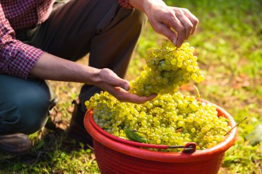 Beyaz Şaraplık çeşitler kırmızı kovalar