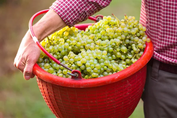 İşçi Holding beyaz üzüm ile dolu kova