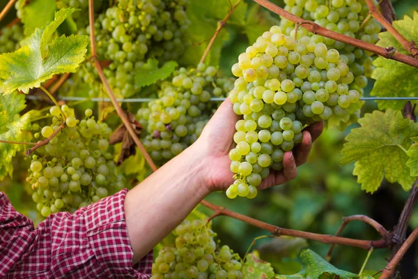 Werknemer handen verzamelen van witte druiven van wijngaarden — Stockfoto