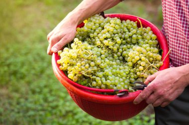 İşçi Holding beyaz üzüm ile dolu kova