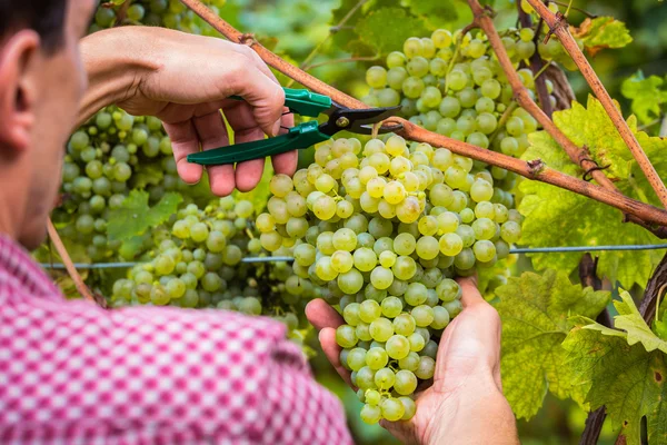 Unrecognizable Farm Worker taglio uva bianca — Foto Stock