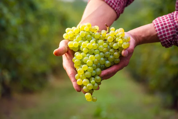 Main d'agriculteur avec grappe de raisins blancs — Photo