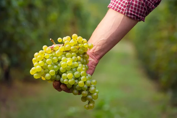 Main d'agriculteur avec grappe de raisins blancs — Photo