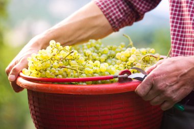 İşçi Holding beyaz üzüm ile dolu kova