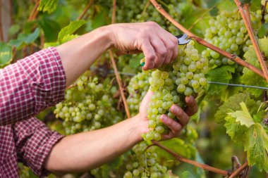Üzüm gelen işçi el kesme beyaz üzüm