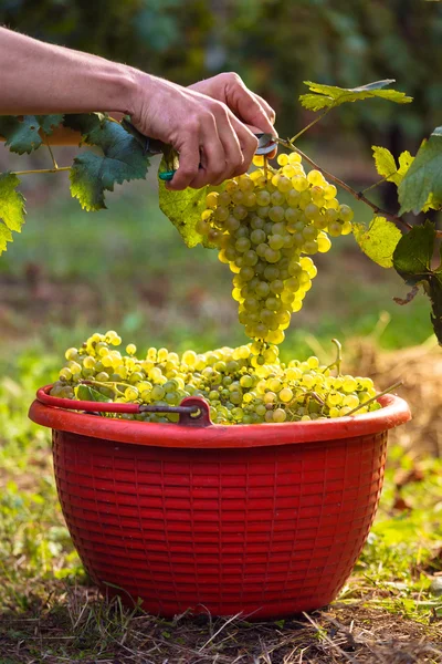 Raisins de vin blanc dans des seaux rouges — Photo
