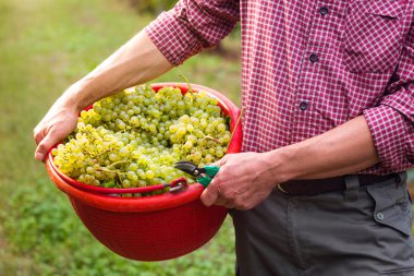 İşçi Holding beyaz üzüm ile dolu kova