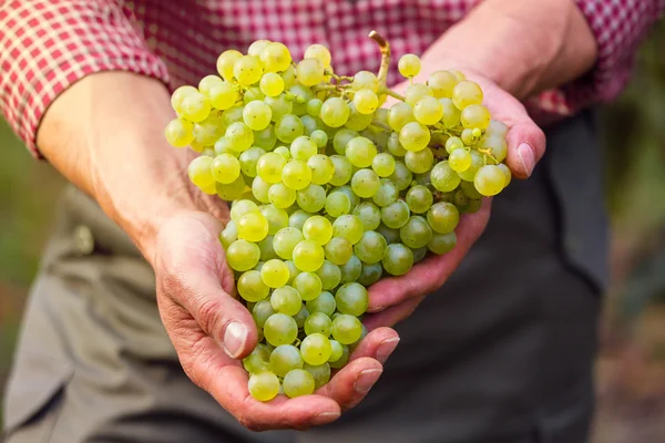 Main d'agriculteur avec grappe de raisins blancs — Photo