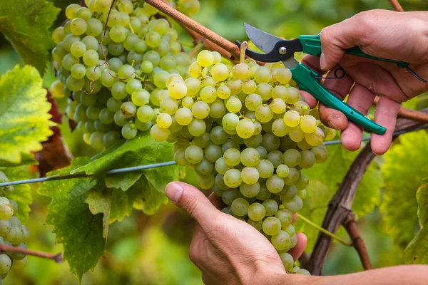 Mains de travailleur Coupe de raisins blancs à partir de vignes — Photo
