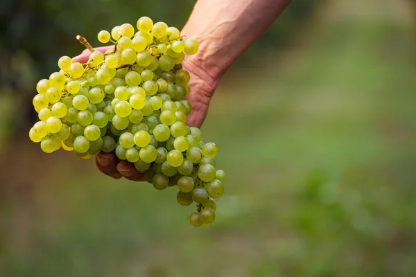 Campesinos mano con racimo de uvas blancas —  Fotos de Stock