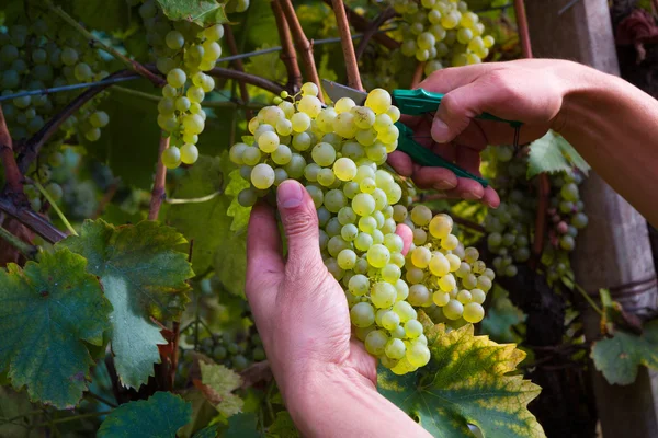 Arbetarens händer skärande vita druvor från vinrankor — Stockfoto