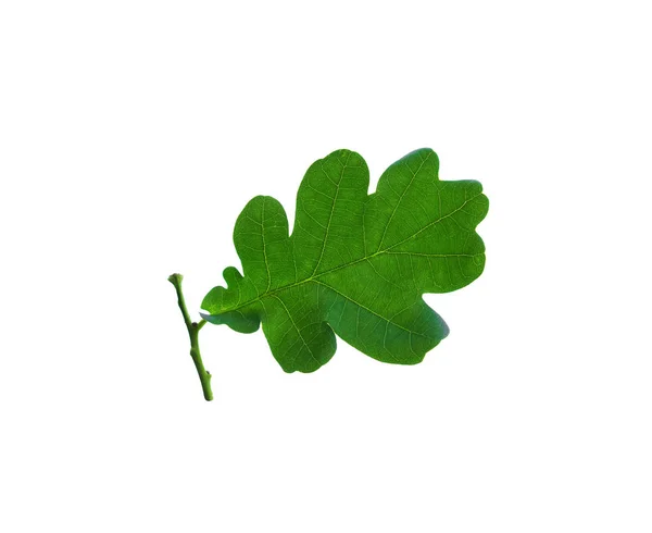 Зелений дубовий листок з стеблом, ізольованим на білому тлі. Макро — стокове фото
