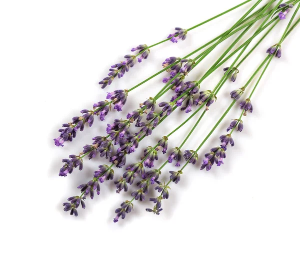Frische Zweige duftenden Lavendels isoliert auf weiß — Stockfoto