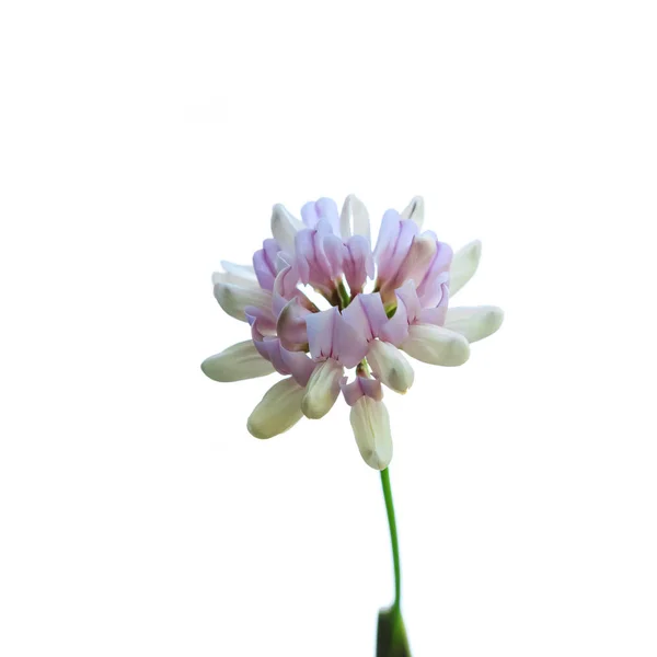 Jaro krásný jetel květiny detailní izolované na bílém — Stock fotografie