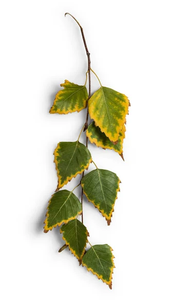 Galho de bétula colorido outono, isolado em branco — Fotografia de Stock