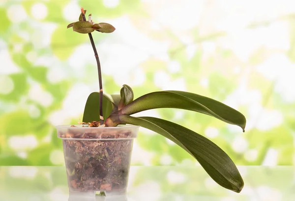 Período vegetativo de phalaenopsis, aparecimento de novos brotos, em verde claro — Fotografia de Stock