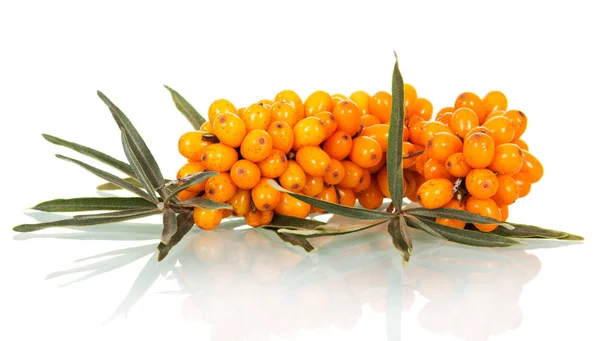 Gruppo di olivello spinoso maturo con foglie isolate in primo piano — Foto Stock
