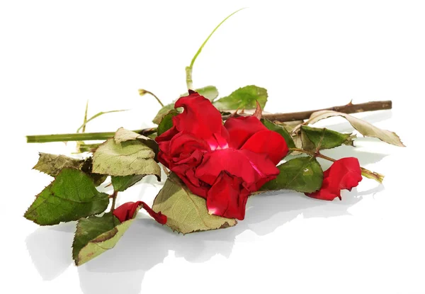 Rose rosse appassite, foglie e fusto spezzato isolato su bianco . — Foto Stock