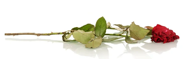 Witherbarks red rose isolated on white. — Stock Photo, Image