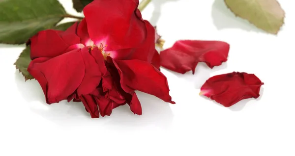 Capullo de rosa roja descolorida y hojas aisladas en blanco . —  Fotos de Stock