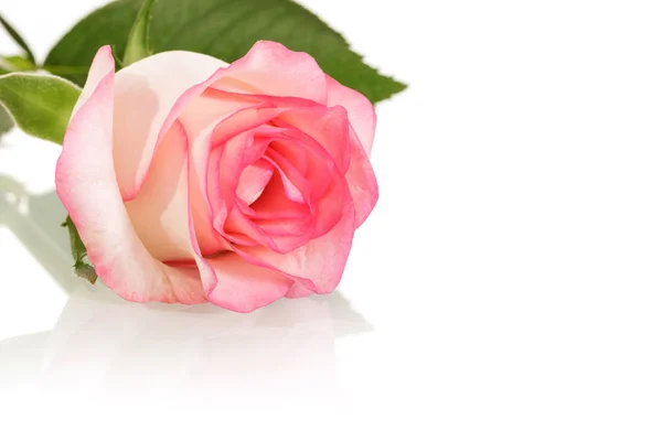 Pink rose with leaves closeup isolated on white. — Stock Photo, Image