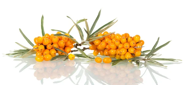 Two bunches of ripe sea-buckthorn with leaves close-up isolated — Stock Photo, Image