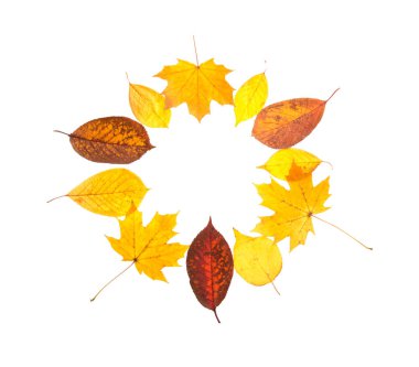 beyaz zemin üzerinde sonbahar yaprak çerçeve