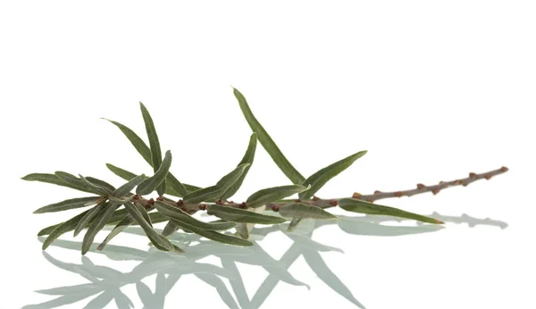 Un ramo di olivello spinoso con foglie isolate su bianco . — Foto Stock