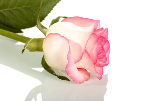 Pink rose on stem with leaves isolated on white. — 스톡 사진