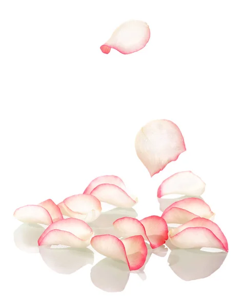 Pink rose petals and two on wooden the rods isolated on white. — Stock Photo, Image