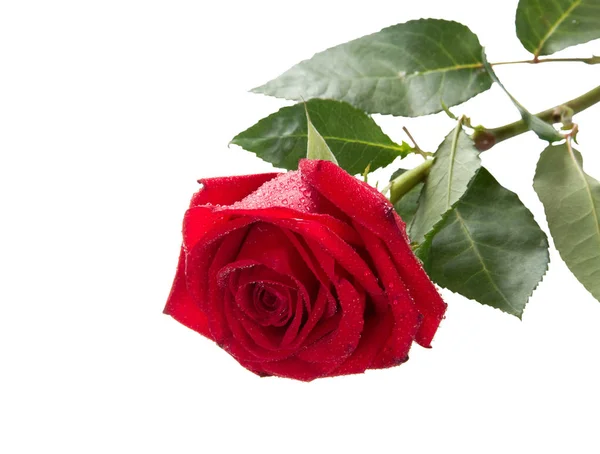 Rosa Rossa Brillante Con Gocce Acqua Isolate Sfondo Bianco — Foto Stock