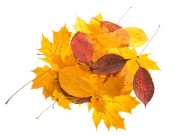 Bright autumn leaves carelessly scattered, isolated on white background