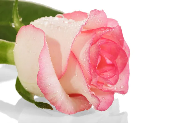 Pink rose with drops of dew on petals isolated on white — Stock Photo, Image