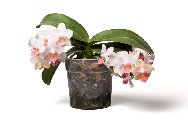 Hermosa orquídea floreciente en la olla aislada en blanco —  Fotos de Stock