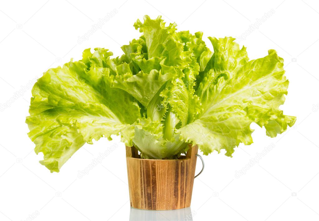 Fresh green lettuce leaves in wooden bucket isolated 