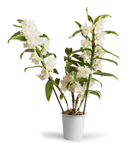 Orchidea kwitnąca Dendrobium Nobile w doniczce, izolowana na białym — Zdjęcie stockowe