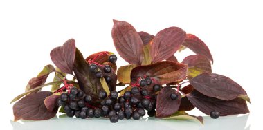 Aronia böğürtleninin beyaz yapraklı dalı