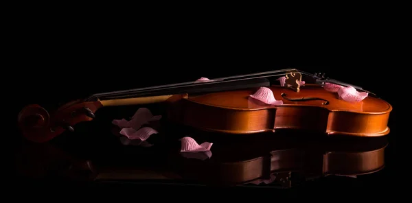 Beau violon aux pétales de rose, isolé sur un fond noir — Photo