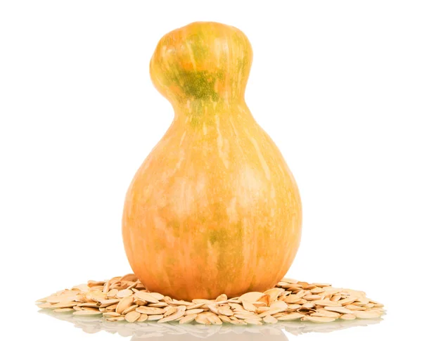 Muscat pumpkin and number of seeds isolated on white — Stock Photo, Image
