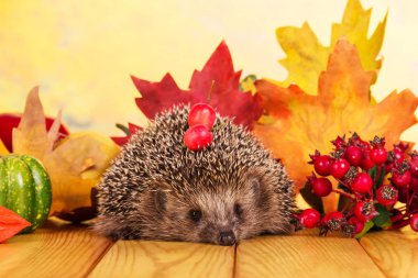 Masada küçük komik kirpi, arka planda parlak sonbahar yaprakları