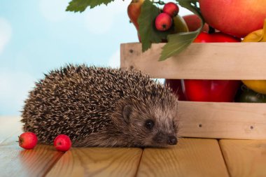 Wooden box with gifts of autumn and small hedgehog next, on tabl